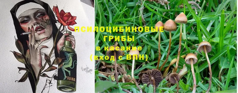 Псилоцибиновые грибы Cubensis  MEGA как зайти  Зеленодольск 